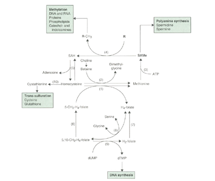نقش SAMe در واکنش های انتقال متیل
