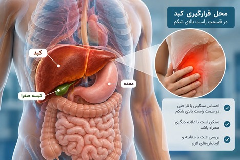 محل قرارگیری کبد